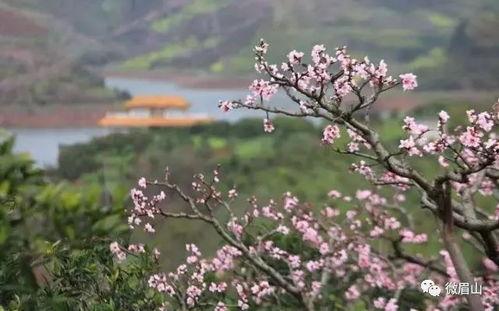 网红喜梅,网络红人的魅力与影响力