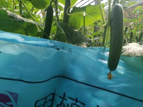 无心在船上吃瓜,无心与瓜果共度夏日午后