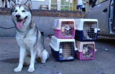 宠物托运爆料视频,爆料视频曝光惊人真相