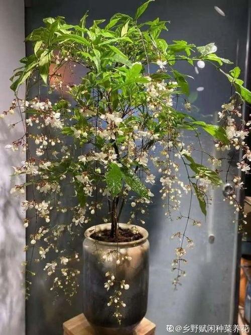 头条冬青儿的老公,背后的神秘力量