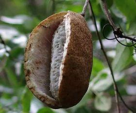 吃八月瓜吗,探寻夏日里的美味果实