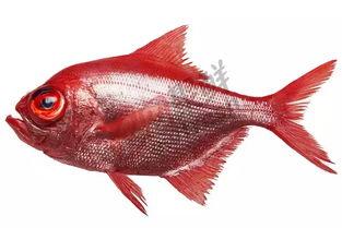 红目网,聚焦热点，解码时代脉搏