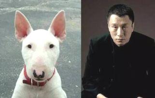 外号狗狗的明星,娱乐圈的欢脱宠儿，笑点制造机