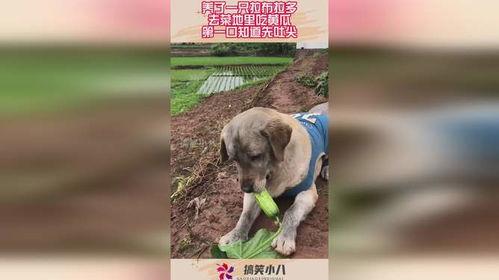 菜地里老鼠吃瓜,智慧驱鼠保丰收