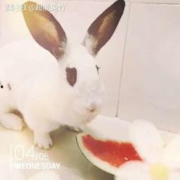 兔子吃瓜头像超萌,兔子吃瓜头像的可爱魅力